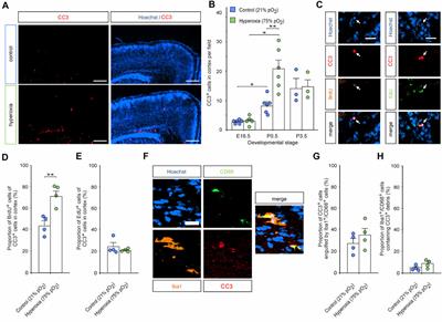 Hyperoxygenation During Mid-Neurogenesis Accelerates Cortical Development in the Fetal Mouse Brain